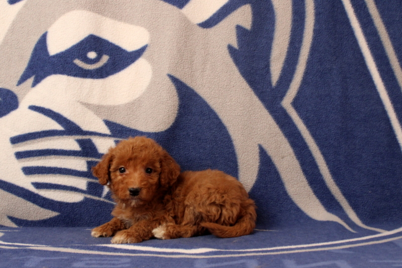 puppy, for, sale, Mini Goldendoodle F2B, Matthew B. Stoltzfus, dog, breeder, Gap, PA, dog-breeder, puppy-for-sale, forsale, nearby, find, puppyfind, locator, puppylocator, aca